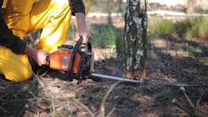 Professional Tree Removal and Landscaping Services in Brownstown, IN